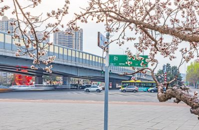 和兴路夜色春花
