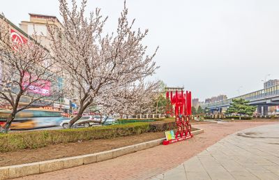 和兴路夜色春花