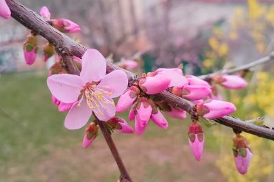 哈尔滨桃花