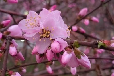 哈尔滨桃花