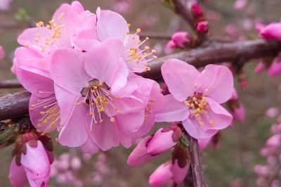 哈尔滨桃花