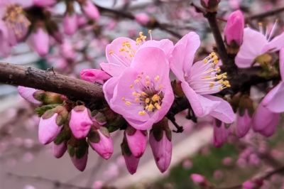 哈尔滨桃花
