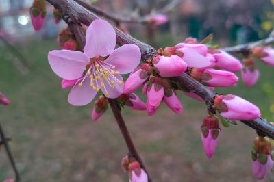 哈尔滨桃花