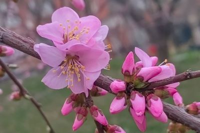 哈尔滨桃花