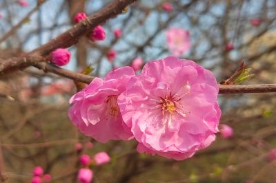 哈尔滨桃花