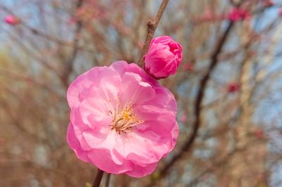 哈尔滨桃花