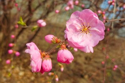 哈尔滨桃花