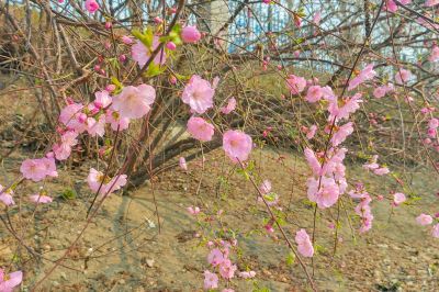 哈尔滨桃花