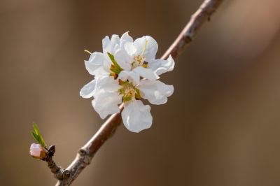 哈尔滨杏花