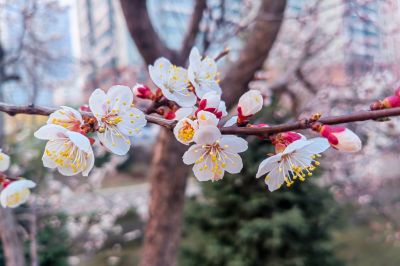 哈尔滨杏花