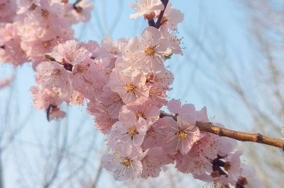 哈尔滨杏花