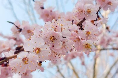 哈尔滨杏花