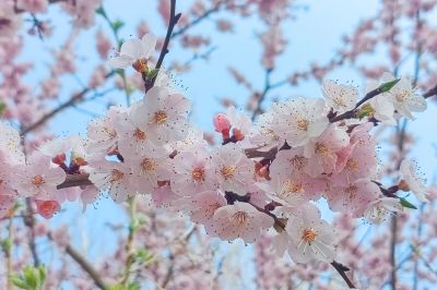 哈尔滨杏花