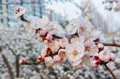 哈尔滨杏花