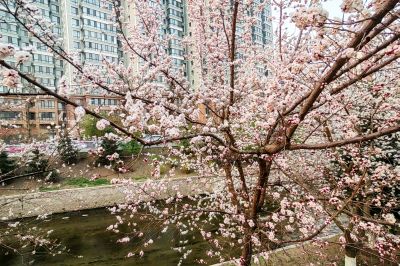 哈尔滨杏花