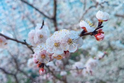 哈尔滨杏花