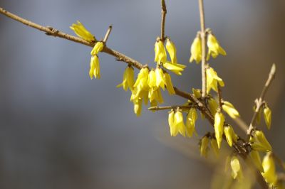 哈尔滨连翘花