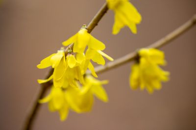 哈尔滨连翘花