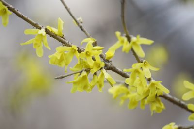 哈尔滨连翘花