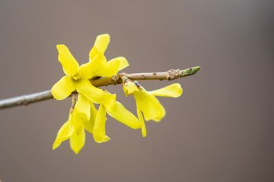 哈尔滨连翘花