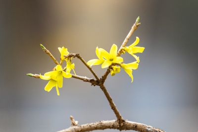 哈尔滨连翘花