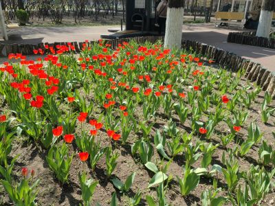 省森林植物园郁金香