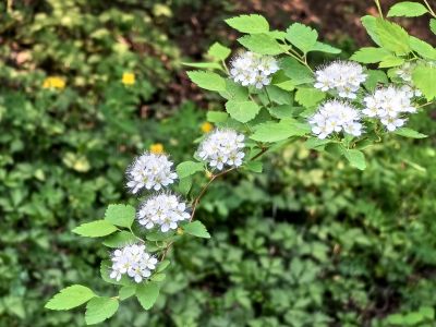  花卉 绣线菊
