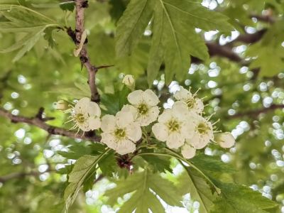  花卉 绣线菊