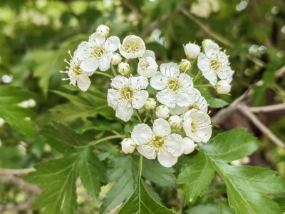  花卉 绣线菊