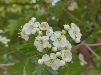  花卉 绣线菊