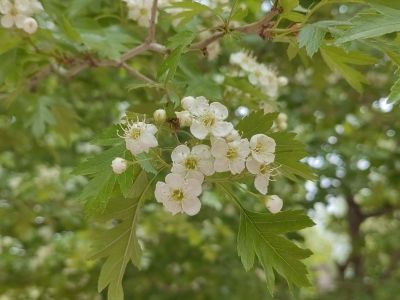  花卉 绣线菊