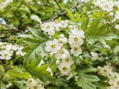  花卉 绣线菊