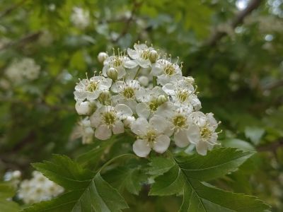  花卉 绣线菊