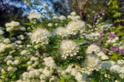  花卉 绣线菊