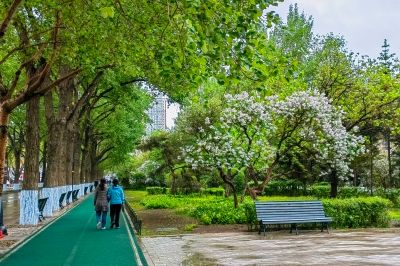 斯大林公园雨后
