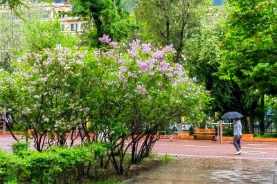 斯大林公园雨后