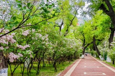 斯大林公园雨后