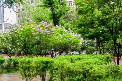 雨中看风景