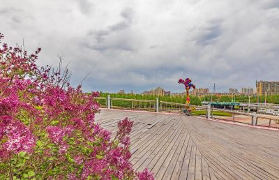 丁香公园丁香花开