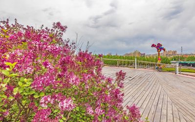 丁香公园丁香花开