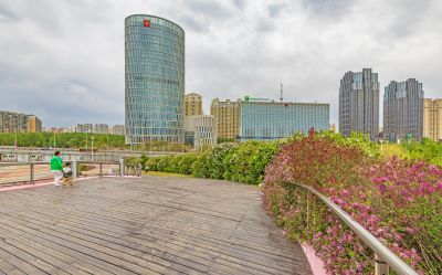 丁香公园丁香花开