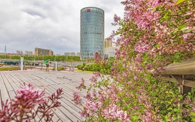 丁香公园丁香花开
