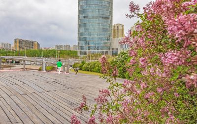 丁香公园丁香花开