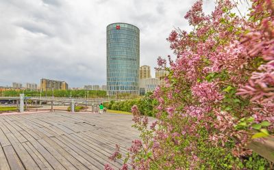 丁香公园丁香花开