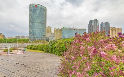 丁香公园丁香花开