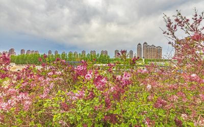 丁香公园丁香花开