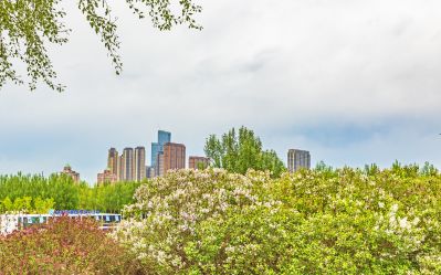 丁香公园丁香花开