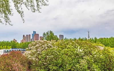 丁香公园丁香花开