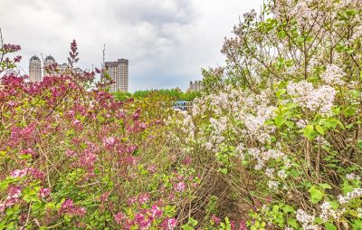 丁香公园丁香花开