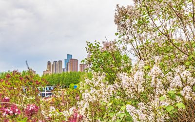 丁香公园丁香花开